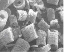 [Thumbnail for diatomateous earth-magnified.jpg]